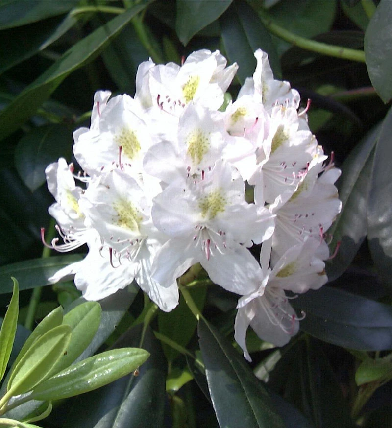 Großblumige Rhododendron Catawbiense Alba 50-60cm - Alpenrose 1 Großblumige Rhododendron Catawbiense Alba 50-60cm - Alpenrose