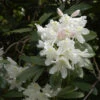 Großblumige Rhododendron Cunningham White 50-60cm - Alpenrose