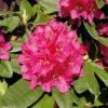 Großblumige Rhododendron Dr.H.C.Dresselhuys 50-60cm - Alpenrose