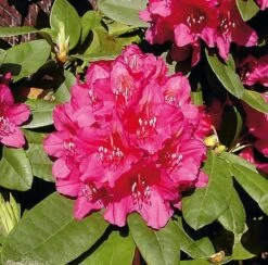 Großblumige Rhododendron Dr.H.C.Dresselhuys 50-60cm - Alpenrose