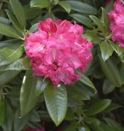 INKARHO - Großblumige Rhododendron Diana Hemel 30-40cm - Alpenrose