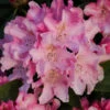 INKARHO - Großblumige Rhododendron Dolcemente 40-50cm - Alpenrose