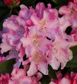 INKARHO - Großblumige Rhododendron Dolcemente 40-50cm - Alpenrose