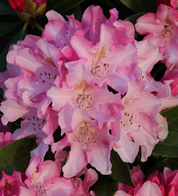 INKARHO - Großblumige Rhododendron Dolcemente 40-50cm - Alpenrose 1 INKARHO - Großblumige Rhododendron Dolcemente 40-50cm - Alpenrose