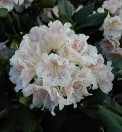 Großblumige Rhododendron Double Dots 60-70cm - Alpenrose