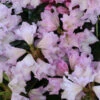 Großblumige Rhododendron Dufthecke Rosa® 30-40cm - Alpenrose