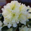 INKARHO - Großblumige Rhododendron Dufthecke Gelb® 50-60cm - Alpenrose