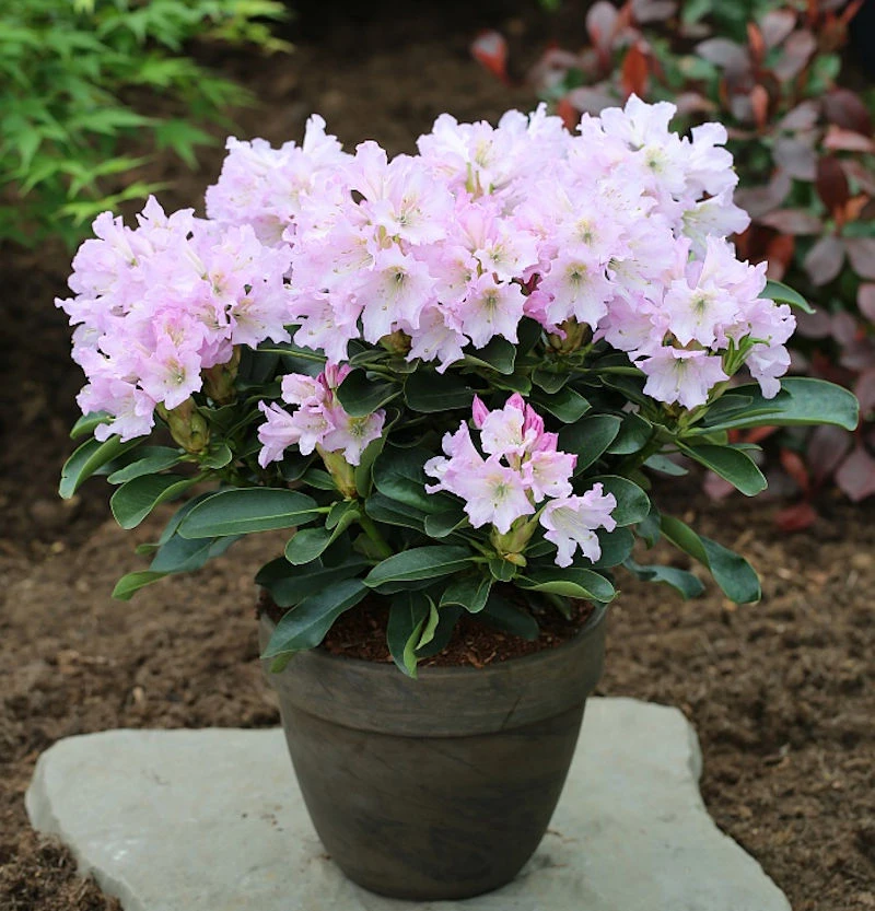 Großblumige Rhododendron Dufthecke Lila 60-70cm - Alpenrose 1 Großblumige Rhododendron Dufthecke Lila 60-70cm - Alpenrose