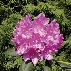 Großblumige Rhododendron Englisch Roseum 60-70cm - Alpenrose