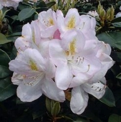 INKARHO - Großblumige Rhododendron Gomer Waterer 50-60cm - Alpenrose