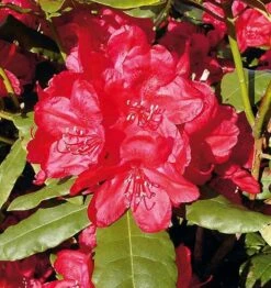 INKARHO - Großblumige Rhododendron Hachmanns Feuerschein® 50-60cm - Alpenrose