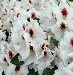 INKARHO - Großblumige Rhododendron Hachmanns Picobello® 40-50cm - Alpenrose