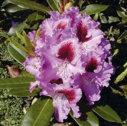 INKARHO - Großblumige Rhododendron Kabarett 40-50cm - Alpenrose