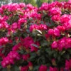 INKARHO - Großblumige Rhododendron Karl Naue 25-30cm - Alpenrose