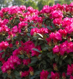 INKARHO - Großblumige Rhododendron Karl Naue 25-30cm - Alpenrose