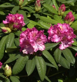INKARHO - Großblumige Rhododendron Kirsten Begeer 50-60cm - Alpenrose