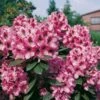 INKARHO - Großblumige Rhododendron Kokardia 30-40cm - Alpenrose