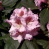 INKARHO - Großblumige Rhododendron Konsonanz 30-40cm - Alpenrose