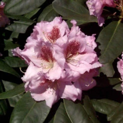 INKARHO - Großblumige Rhododendron Konsonanz 30-40cm - Alpenrose
