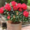 INKARHO - Großblumige Rhododendron Lisetta® 30-40cm - Alpenrose