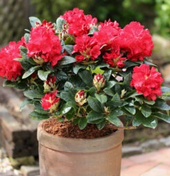 INKARHO - Großblumige Rhododendron Lisetta® 30-40cm - Alpenrose