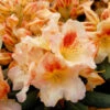 INKARHO - Großblumige Rhododendron Marylou 30-40cm - Alpenrose
