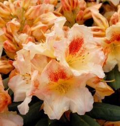 INKARHO - Großblumige Rhododendron Marylou 30-40cm - Alpenrose