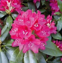 Großblumige Rhododendron Nova Zembla 50-60cm - Alpenrose