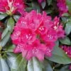 Großblumige Rhododendron Nova Zembla 70-80cm - Alpenrose