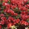 INKARHO - Großblumige Rhododendron Orange Flirt 30-40cm - Alpenrose