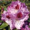 INKARHO - Großblumige Rhododendron Pfauenauge 25-30cm - Alpenrose