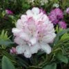Großblumige Rhododendron Picotee® 30-40cm - Alpenrose