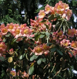 INKARHO - Großblumige Rhododendron Santorina 30-40cm - Alpenrose