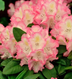 INKARHO - Großblumige Rhododendron Saskia 30-40cm - Alpenrose