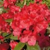 Großblumige Rhododendron Vulcan Flame 30-40cm - Alpenrose