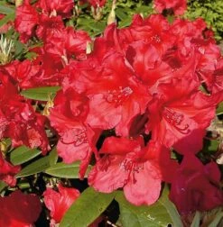 Großblumige Rhododendron Vulcan Flame 30-40cm - Alpenrose