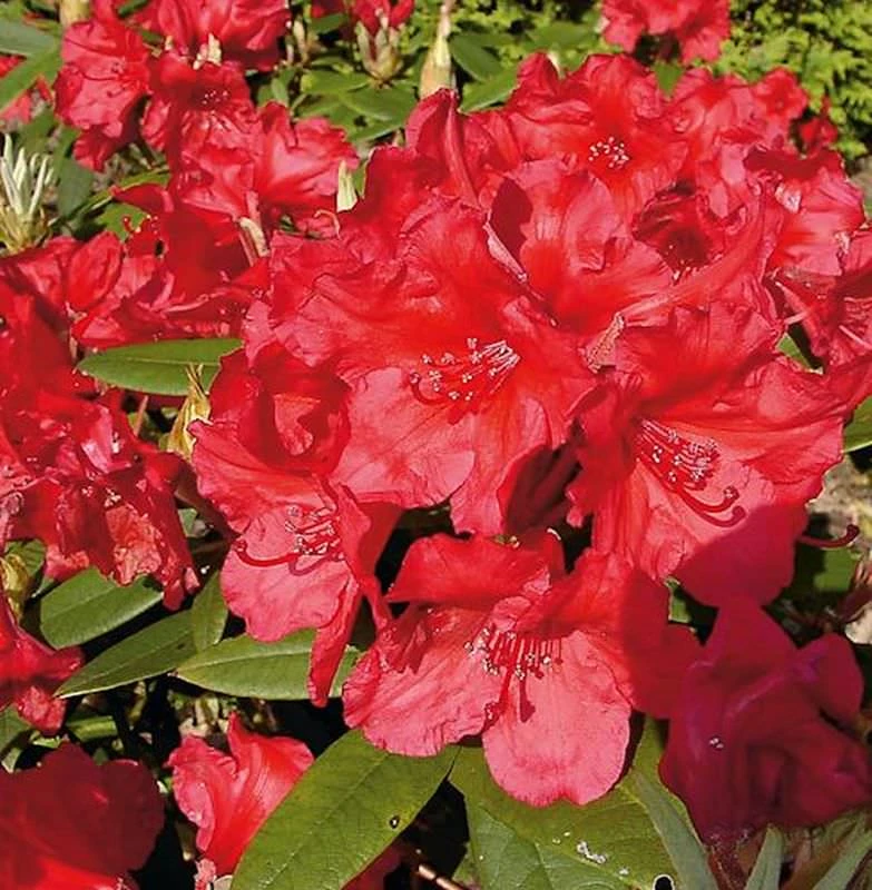 Großblumige Rhododendron Vulcan Flame 30-40cm - Alpenrose 1 Großblumige Rhododendron Vulcan Flame 30-40cm - Alpenrose