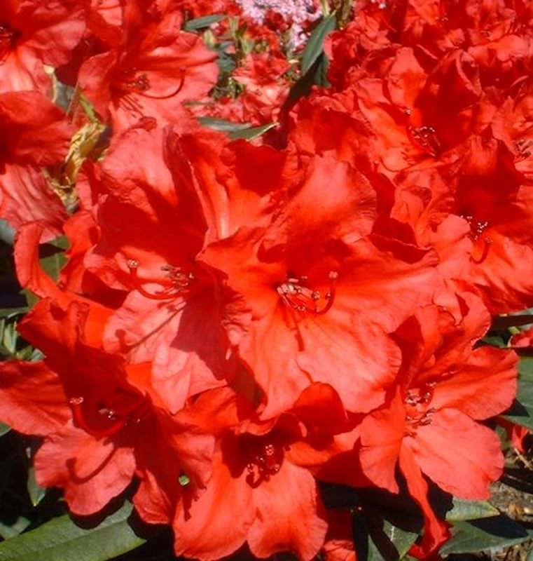 Großblumige Rhododendron Vulcan 30-40cm - Alpenrose 1 Großblumige Rhododendron Vulcan 30-40cm - Alpenrose