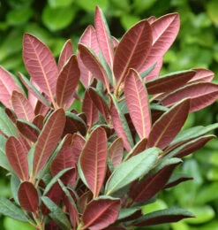 Großblumige Rhododendron Wine And Roses 50-60cm - Alpenrose