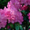 INKARHO - Großblumige Rhododendron Haithabu® 25-30cm - Alpenrose