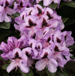 Großblumige Rhododendron Metallica 30-40cm - Alpenrose