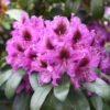 INKARHO - Großblumige Rhododendron Orakel 30-40cm - Alpenrose