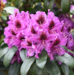 INKARHO - Großblumige Rhododendron Orakel 30-40cm - Alpenrose