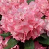 INKARHO - Großblumige Rhododendron Romilda® 60-70cm - Alpenrose