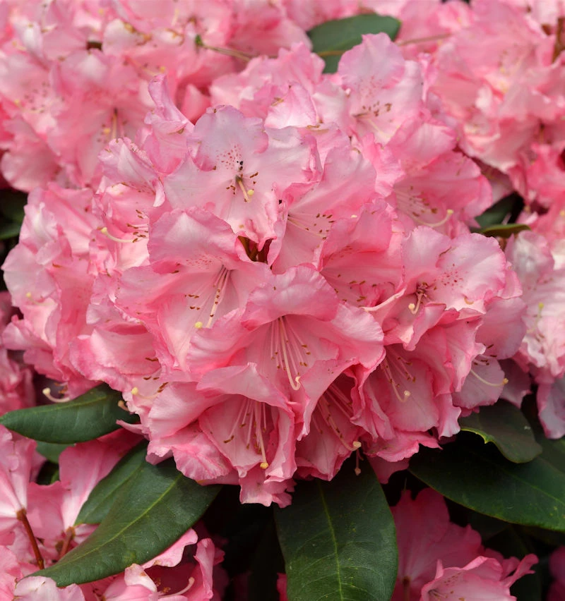 INKARHO - Großblumige Rhododendron Romilda® 60-70cm - Alpenrose 1 INKARHO - Großblumige Rhododendron Romilda® 60-70cm - Alpenrose