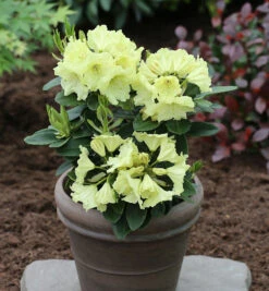 INKARHO - Großblumige Rhododendron Simson 25-30cm - Alpenrose