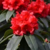 INKARHO - Großblumige Rhododendron Taurus 30-40cm - Alpenrose