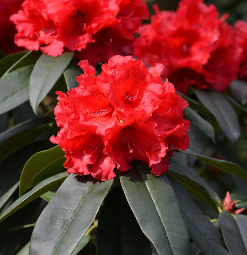 INKARHO - Großblumige Rhododendron Taurus 30-40cm - Alpenrose 1 INKARHO - Großblumige Rhododendron Taurus 30-40cm - Alpenrose