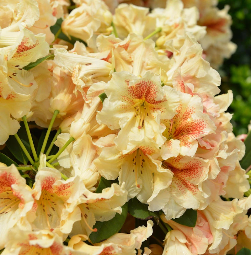 INKARHO - Großblumige Rhododendron Peggy 25-30cm - Alpenrose 1 INKARHO - Großblumige Rhododendron Peggy 25-30cm - Alpenrose