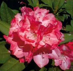 Hochstamm Rhododendron Anuschka 60-80cm - Alpenrose
